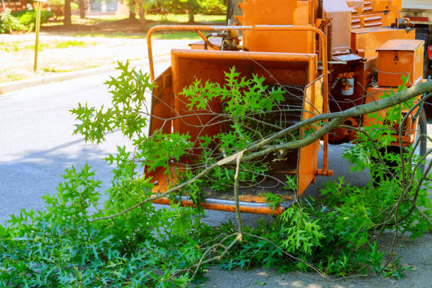 The Steps Involved in Our Tree Care Process in Chester, SC